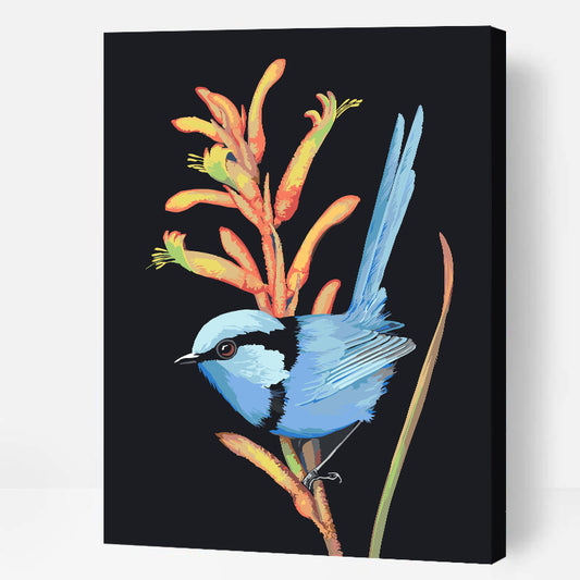 Splendid Wren, Kanga Paw