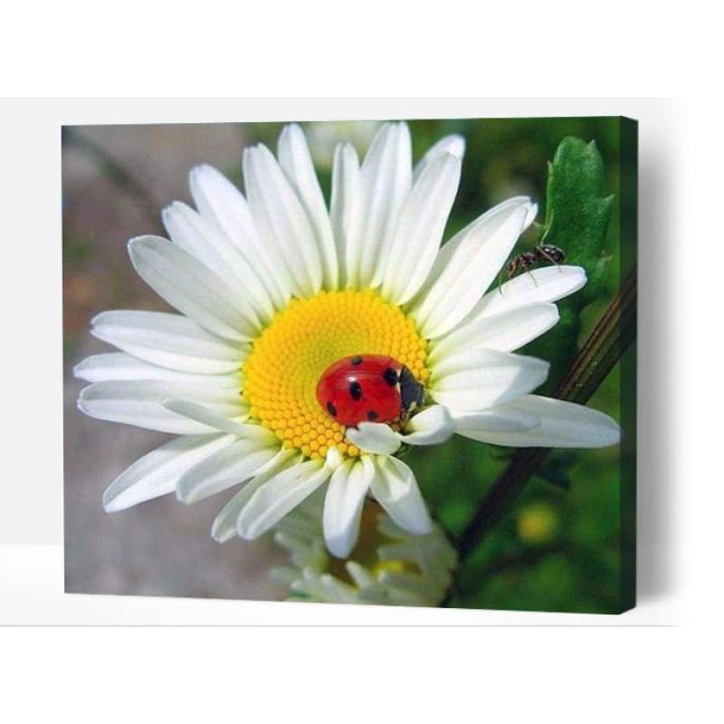 Lady bug on Daisy - Paint By Numbers Cities