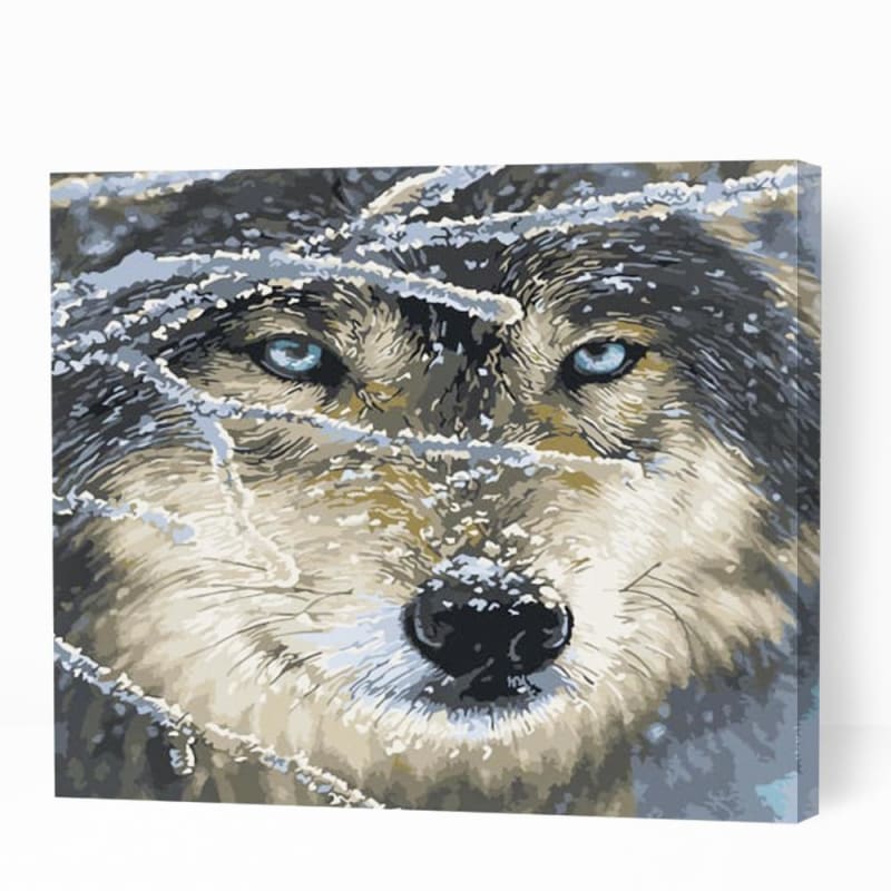 Wolf Gaze in Snow - Paint By Numbers Cities